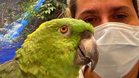 Rescued Amazon Parrot Is Fighting For His Life Emergency Surgery Youtube