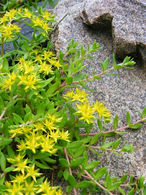 Urban Oasis Heirloom Yellow Sedum