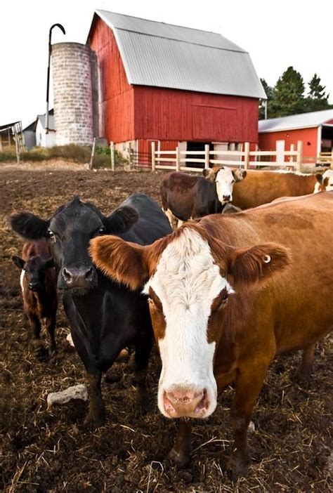 Barn And Cows Country Cow Country Barns Country Life Country Living