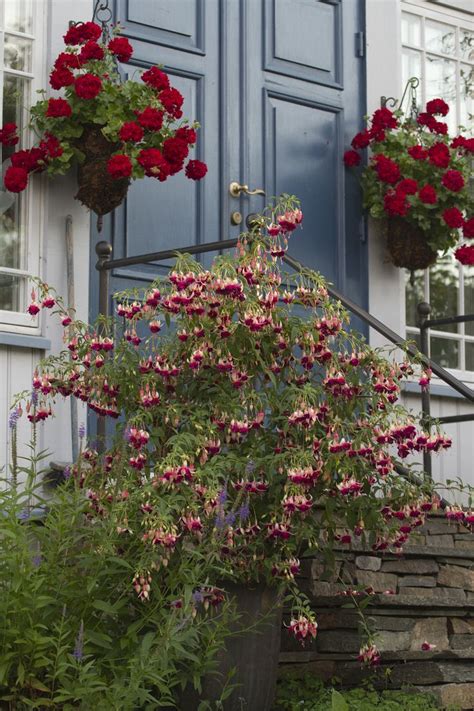 Tip flowers in containers typically need extra feeding because frequent watering washes away the soil's nutrients. 253 best images about Fuchsias BASKET-- фуксии. Fuchsias ...