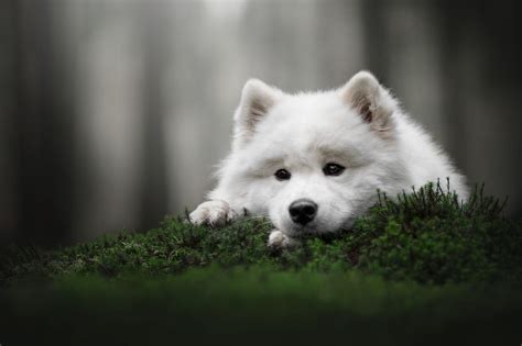 Download Puppy Animal Samoyed Hd Wallpaper