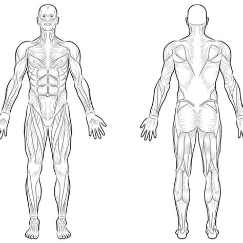 full body muscle diagram for professional massage charting illustration or graphics contest