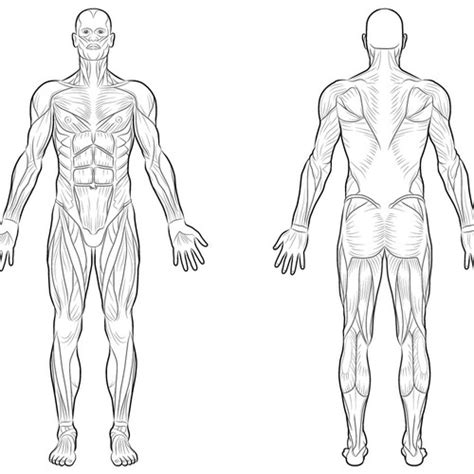 Full body muscular diagram pdf / human skeleton coloring page | human body diagram, body. Full Body Muscle Diagram for professional massage charting | Illustration or graphics contest