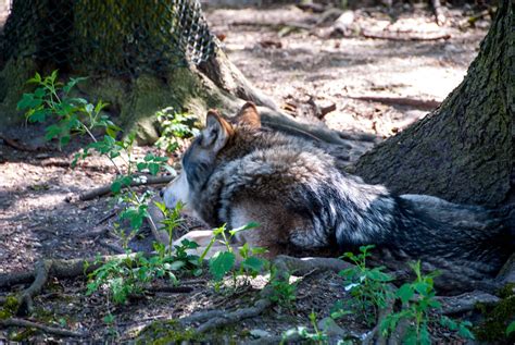Tierpark Hellabrunn Wolf Ich Finde Es Gut Dass Der Wolf Flickr