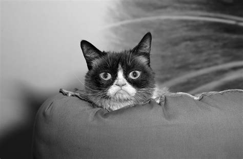 Grumpy Cat Nie żyje Memy Z Najsłynniejszym Kotem Internetu Znali