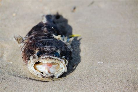 Dead Sea Fish On The Beach Stock Photo Image Of White 157412098