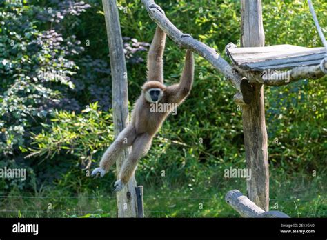 Monkey Swinging Tree Hi Res Stock Photography And Images Alamy