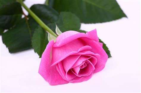 Download A Beautiful Pink Rose In Full Bloom