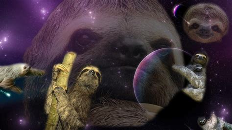 Best Sloth Wallpaper Sloths