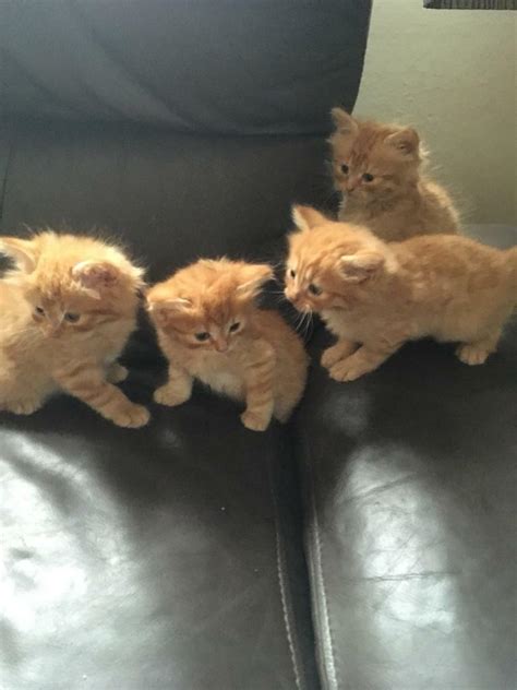 Only One Fluffy Ginger Tabby Kitten Left Ready Now In Petworth
