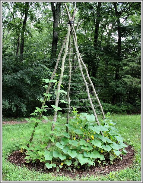 You use twine to let the plants climb and hang the twine. 21 Innovative And Easy DIY Garden Trellis Ideas | Gardenoid