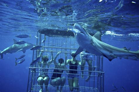 Shark Cage Diving Kzn