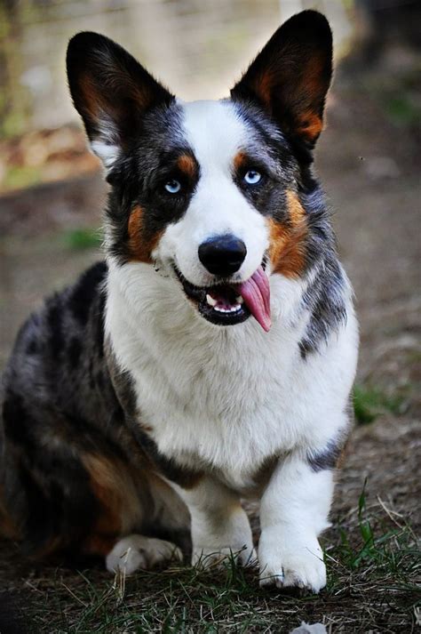 We list 11 breeders located in oregon. Cardigan Welsh Corgi Breeders Florida | PETSIDI