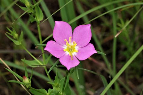 Meadow Pink Wildflower Close Up Free Stock Photo Public Domain Pictures