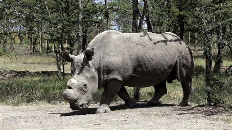 The Last Male Northern White Rhino On Earth Is Under 24 Hour Armed