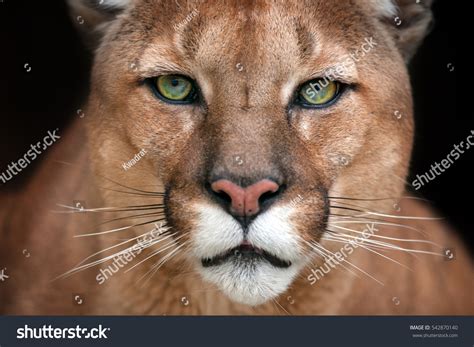2449 Cougar Closeup Images Stock Photos And Vectors Shutterstock