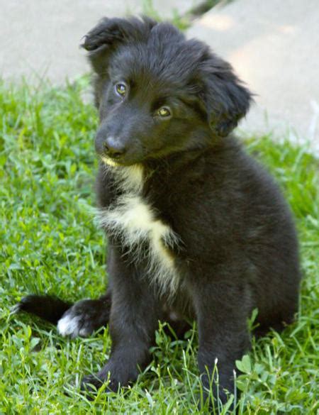 The border collie mixed with german shepherd will do better in a house with a fenced backyard to give a border collie german shepherd mix can live up to 15 years without any disease or illnesses when it the combination of the two dog breeds will give owners a brilliant and easy to train a puppy. Karma the Border Collie Mix | Puppies | Daily Puppy