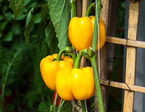 Growing Your Own Bell Peppers