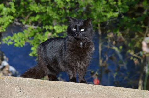 Ten Reasons Why We All Love Black Cats