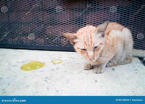 Sick Ill Pet Cat With Vomit On Floor Stock Photo Image Of Domestic