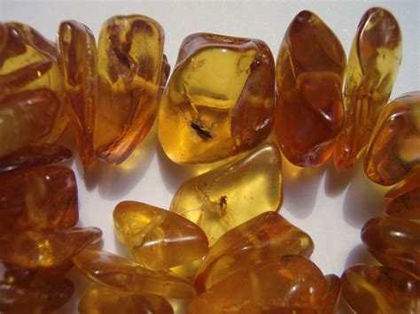 Delweddinsects In Baltic Amber Wicipedia