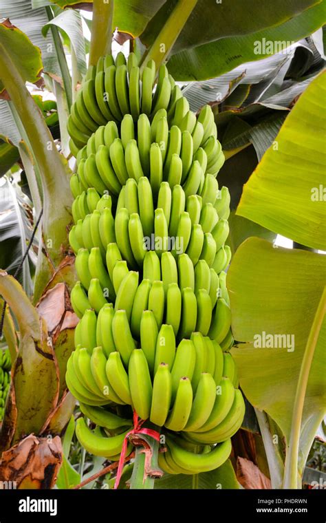 Green Bananas Hanging On Banana Tree Stock Photo Alamy