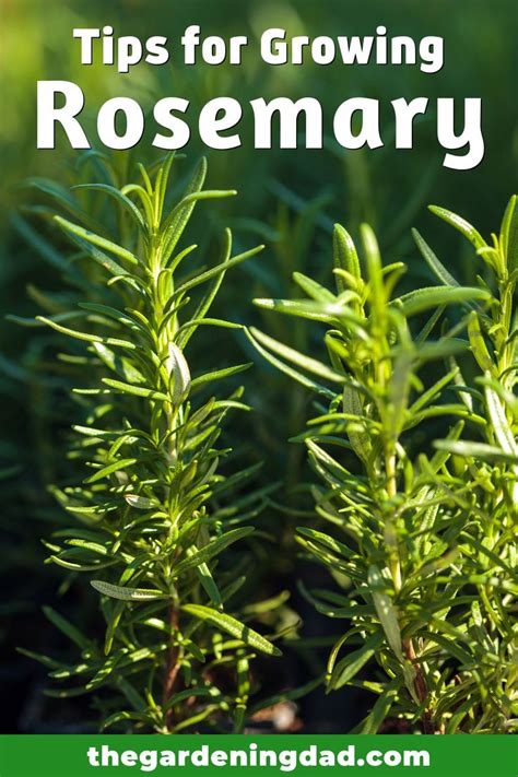 How To Grow Rosemary From Seed In 5 Easy Steps Growing Rosemary