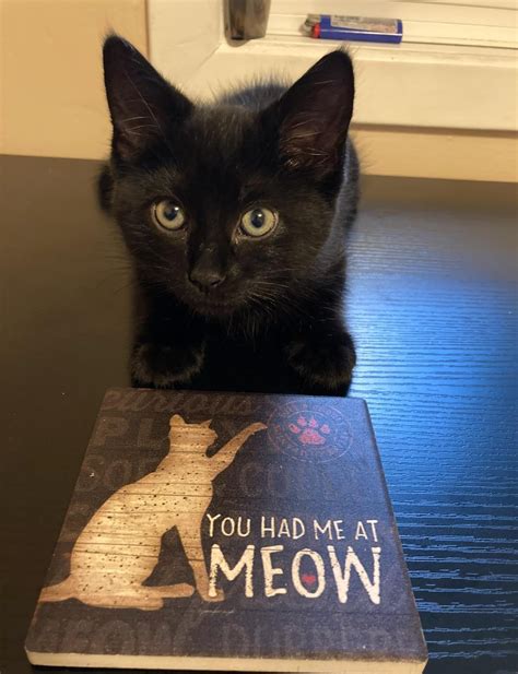 My ex left me with this goofy cat. I can’t believe I ever said “I’m not