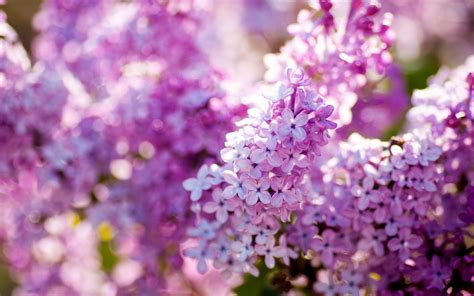 라일락 봄 꽃 클로즈업 꽃 배경 화면 1440x900 배경 화면 다운로드 Krbest