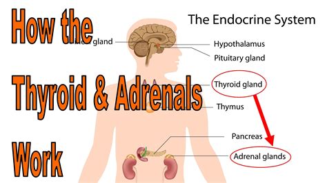 How To Heal Your Thyroid And Adrenal Glands The Thyroid And Adrenals