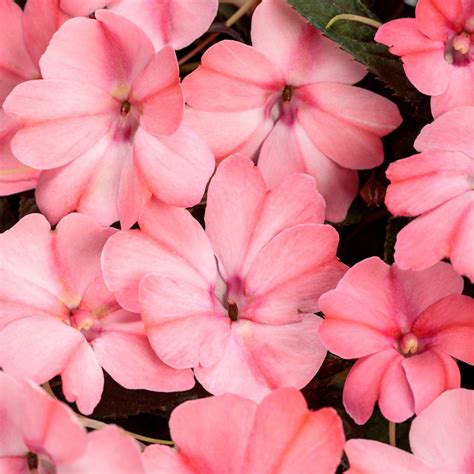 Sunpatiens Compact Pink Candy Impatiens Plant Addicts