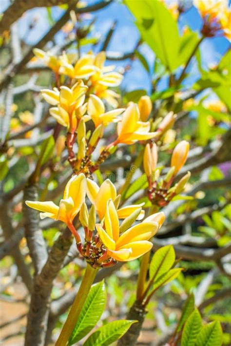 Beautiful Yellow Hawaiian Plumeria Flowers On A Clear And Sunny Day