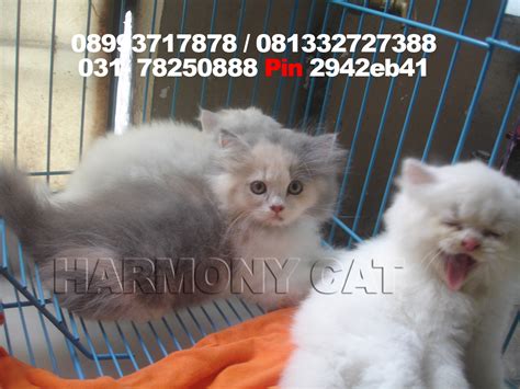Makanan kucing terbaik & terlaris di malaysia! Hamster Dan Kucing Persia Murah Surabaya: DI JUAL KUCING ...