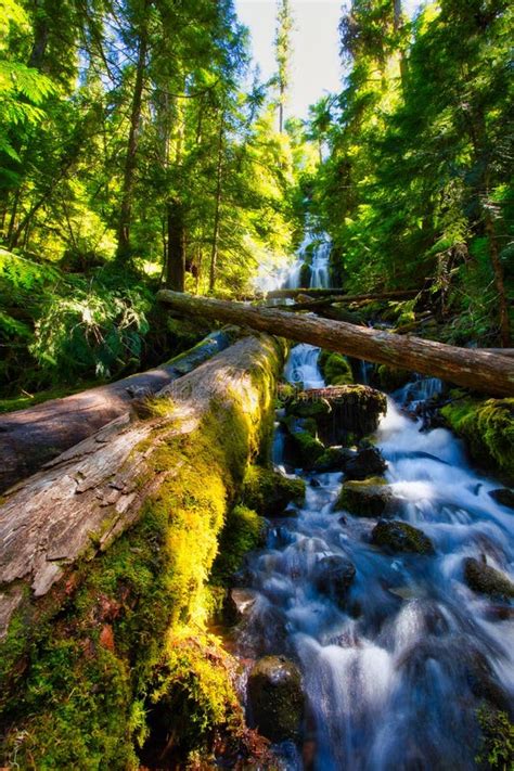 Upper Proxy Falls Wilamette National Forest Oregon Stock Photo