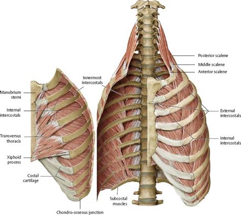 Chest wall anatomy (page 1). Thoracic Wall - Atlas of Anatomy