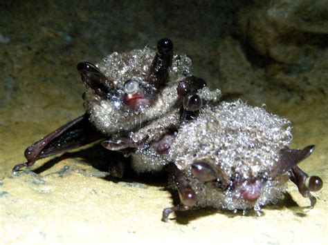 Little Brown Bats Myotis Lucifugus Condensation Covered Flickr