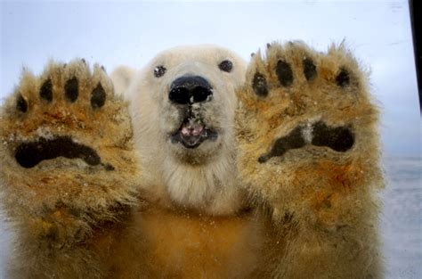 Polar Bear Paws Polar Bear Paw Bear Stuffed Animal Polar Bear
