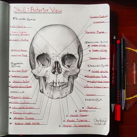My Anatomy Notes 1 Medschool
