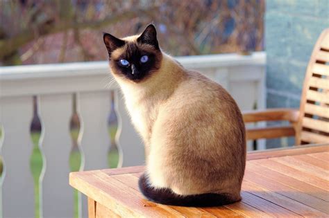 How Big Do Siamese Cats Get From Birth To Maturity I Discerning Cat