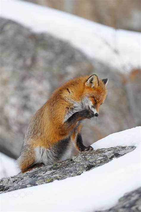 Red Fox Vulpes Vulpes In Winter Gran Paradiso National Park Graian