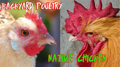 Raising Native Chickens Backyard Poultry Farming In The Philippines