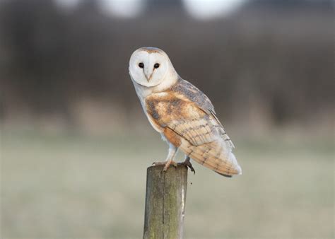 Mike Randall Bird Photography Barn Owls