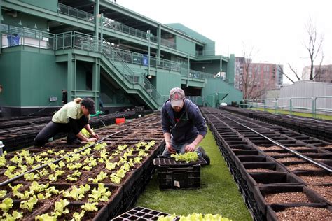 Green City Growers Urban Farming The Fenway Farms System