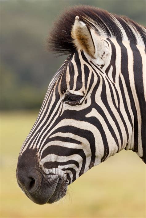 Burchells Zebra Portrait Burchells Zebra Is A Southern Subspecies Of