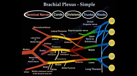 Brachial Plexus Simple Diagram