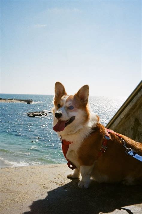 Want to know more about san diego pembroke welsh corgi breeders or pembroke welsh corgis for sale in san diego? Theo de San Diego | Corgi, Corgi dog