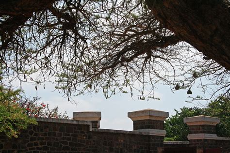 View Of Acacia Tree Inside Fort Free Stock Photo Public Domain Pictures