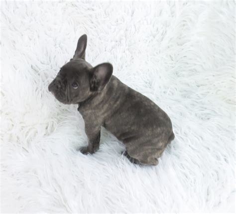 The french bulldog was bred to be smaller. Blue French Bulldog Puppies for Sale - Breeding Blue ...