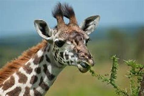 10 Interesting Giraffe Facts My Interesting Facts