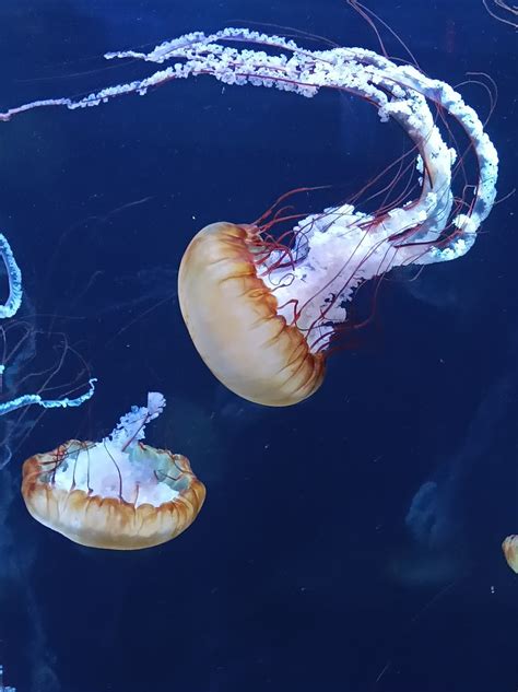 Chrysaora Fuscescens Méduse Dorée Pacific Sea Nettle Kary Mar Flickr